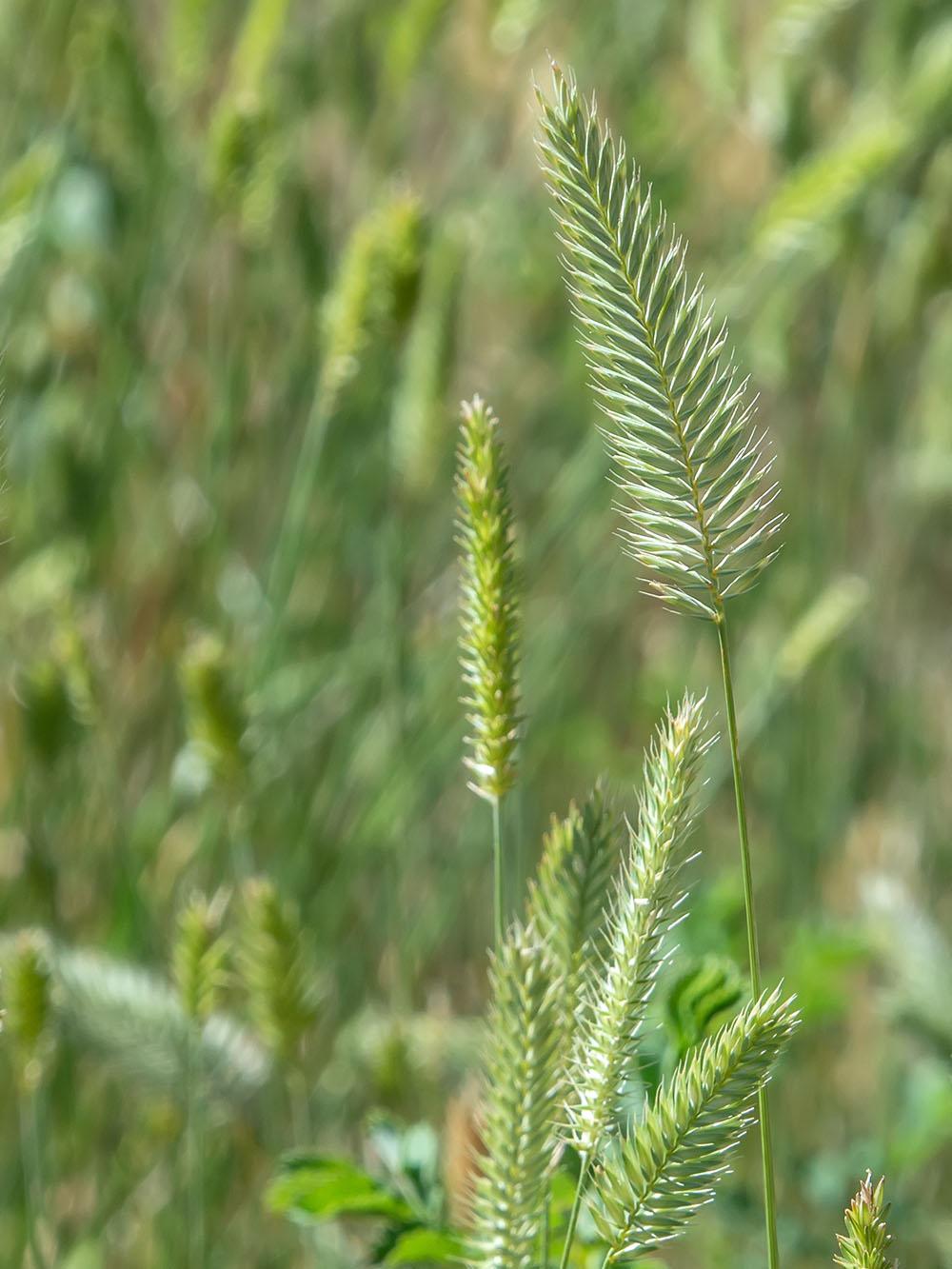 Intermediate Wheatgrass